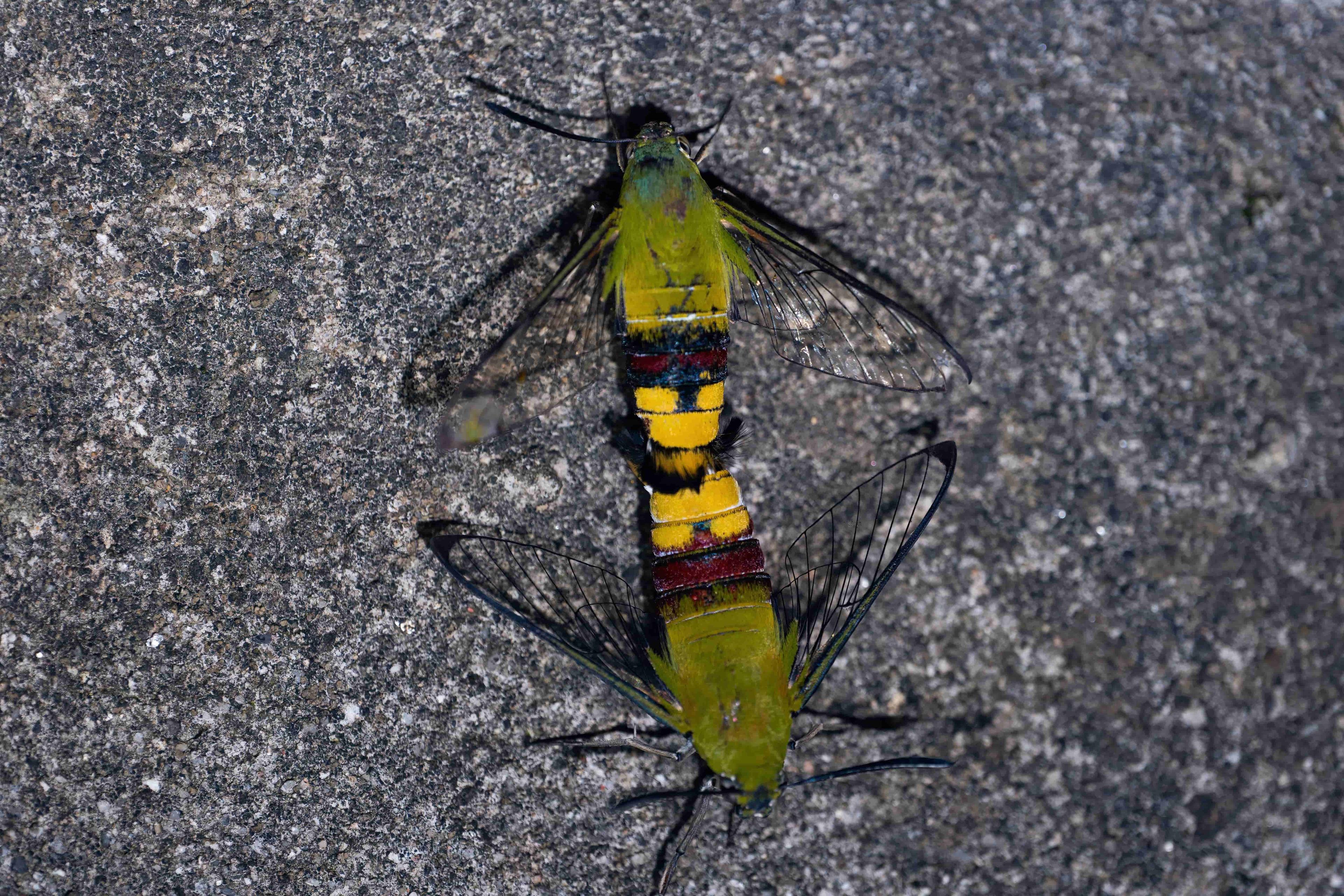Insect 1