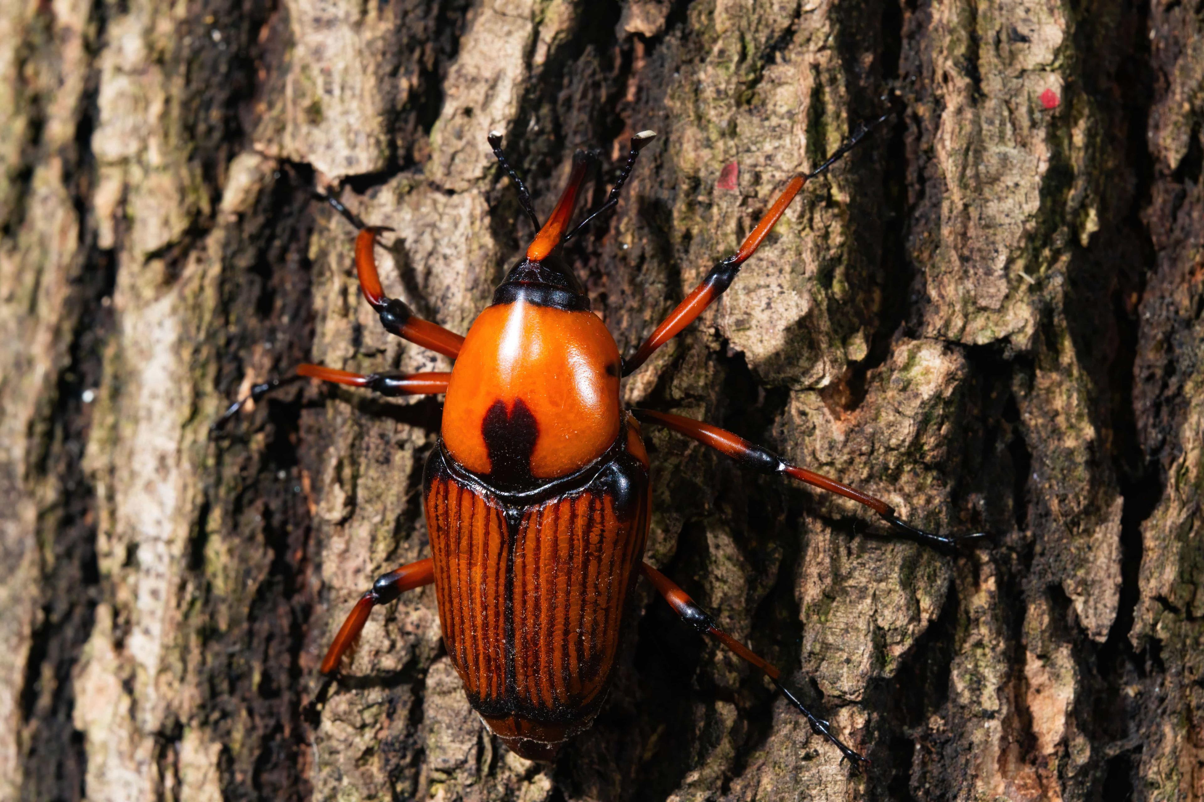 Insect 2