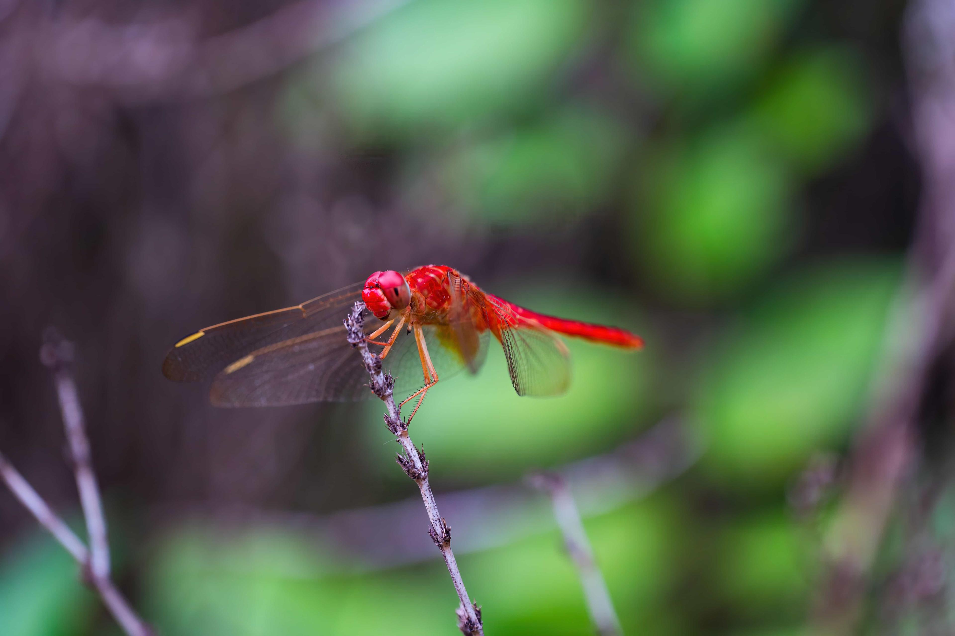Insect 3