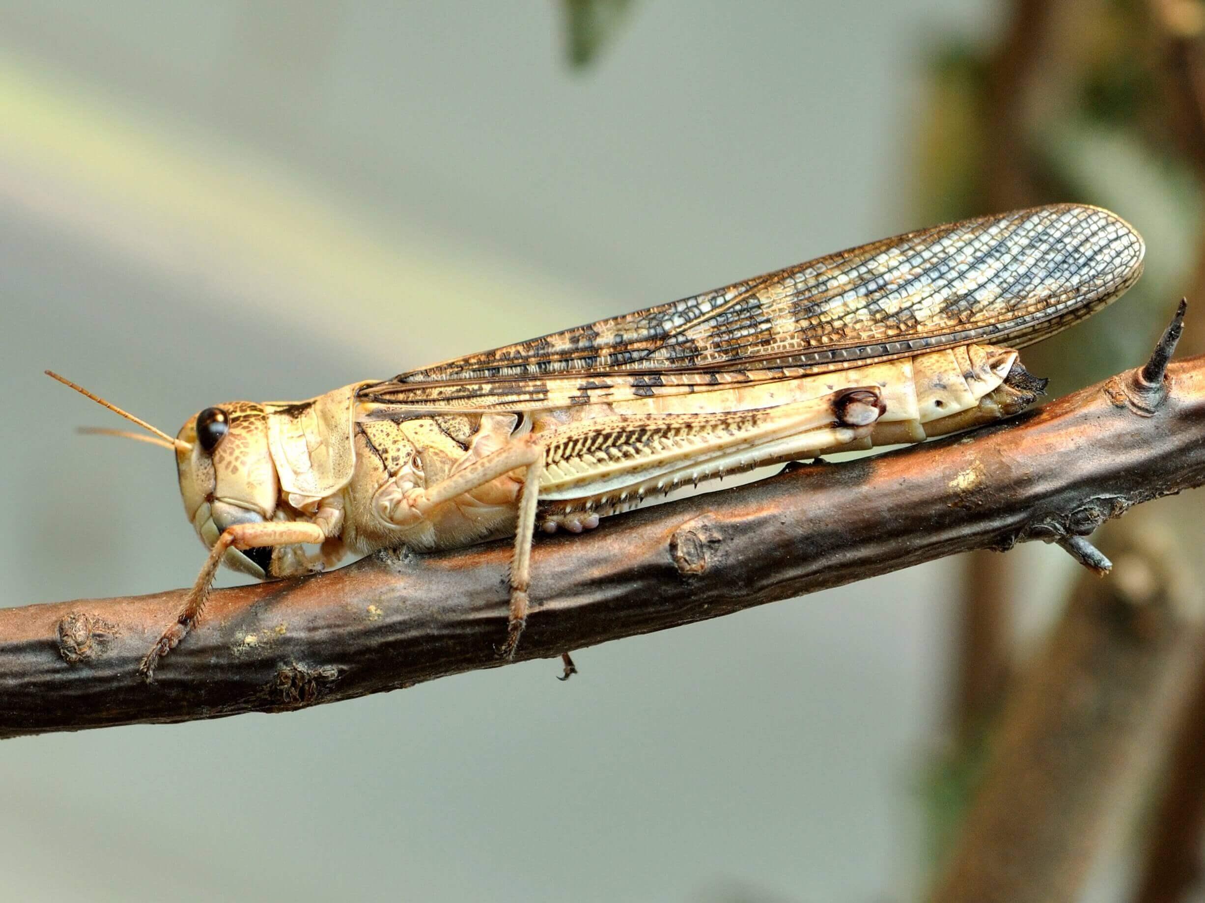 Edible Insect