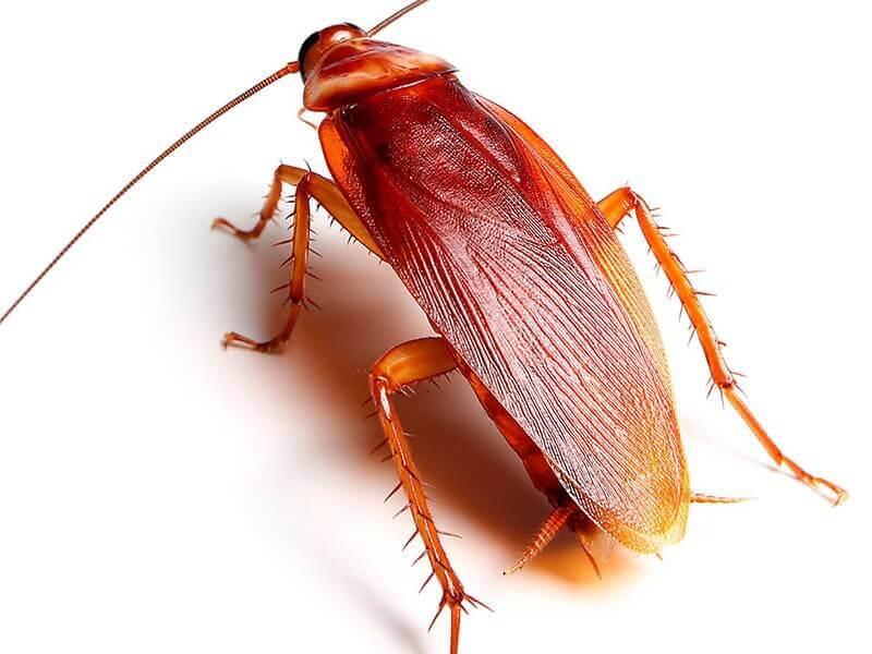 Medicinal Insect