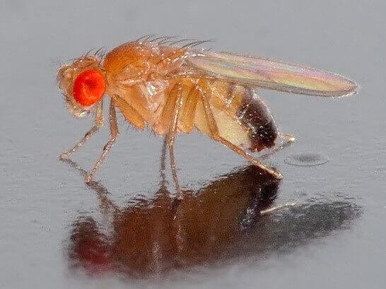 Model Organism