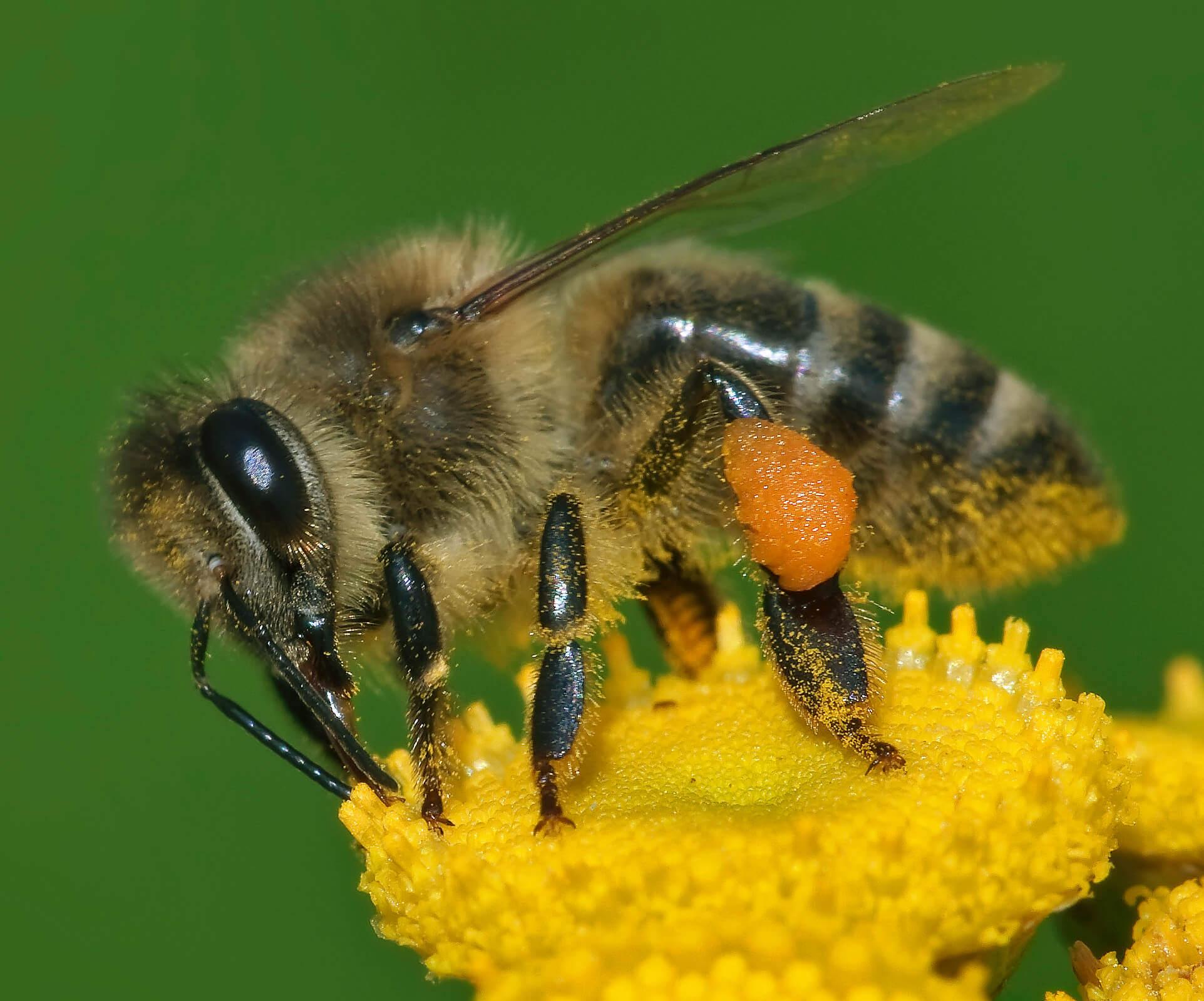 Pollinator