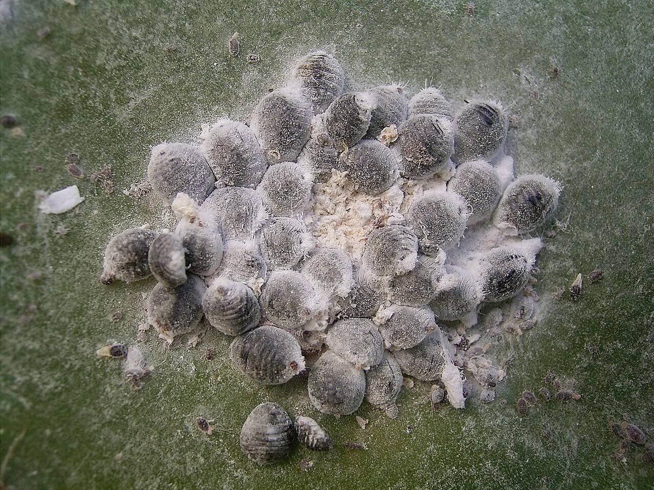 Resource Insect