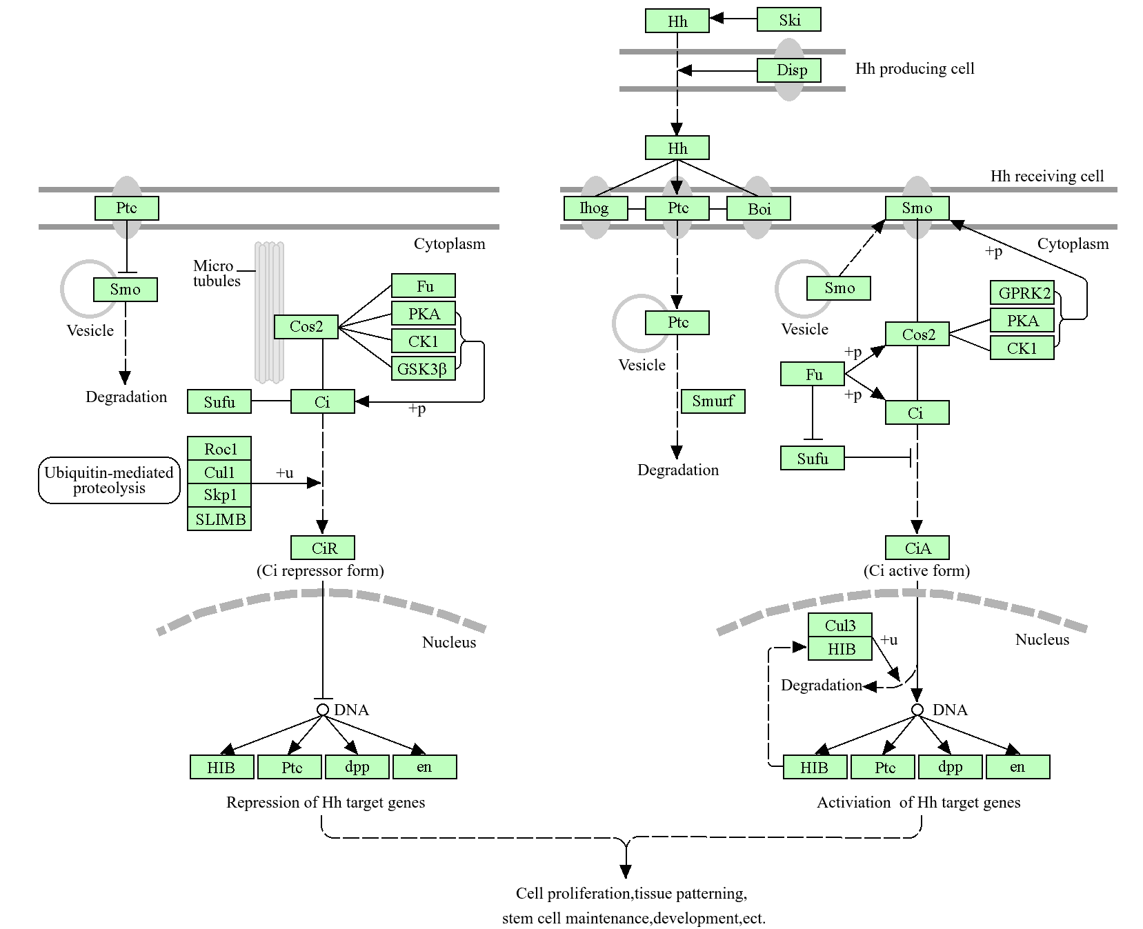 KEGG Pathway