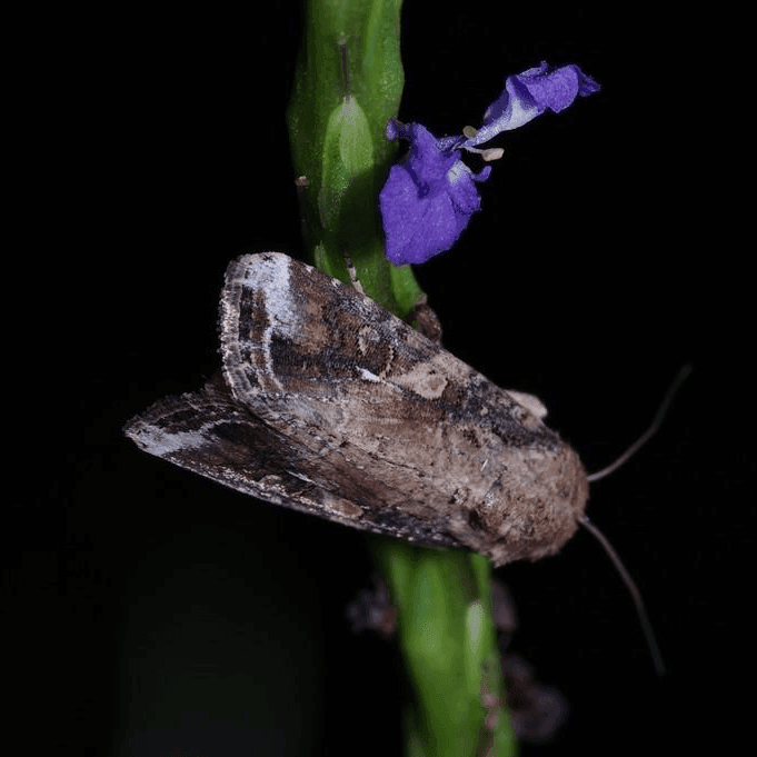 Genome Reseq