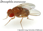 Drosophila ananassae