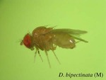 Drosophila bipectinata