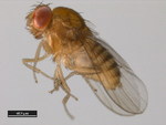 Drosophila elegans
