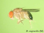 Drosophila eugracilis