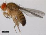 Drosophila ficusphila