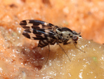 Drosophila grimshawi