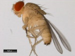Drosophila kikkawai