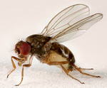 Drosophila persimilis