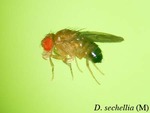 Drosophila sechellia