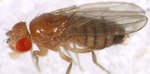 Drosophila takahashii