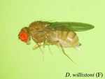 Drosophila willistoni