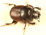 Onthophagus taurus