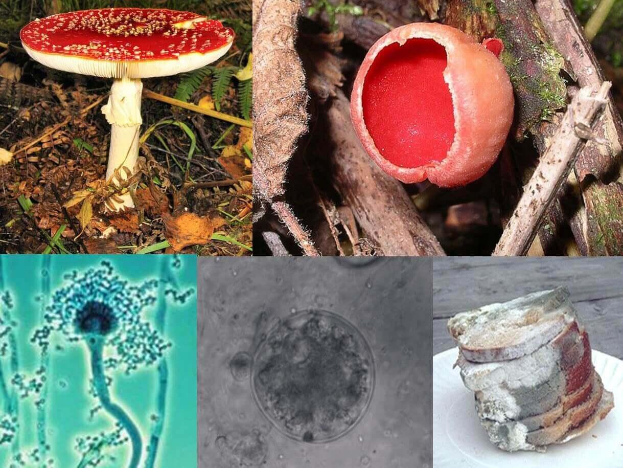 Fungi