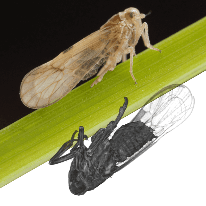 3D reconstruction of insect internal structures
