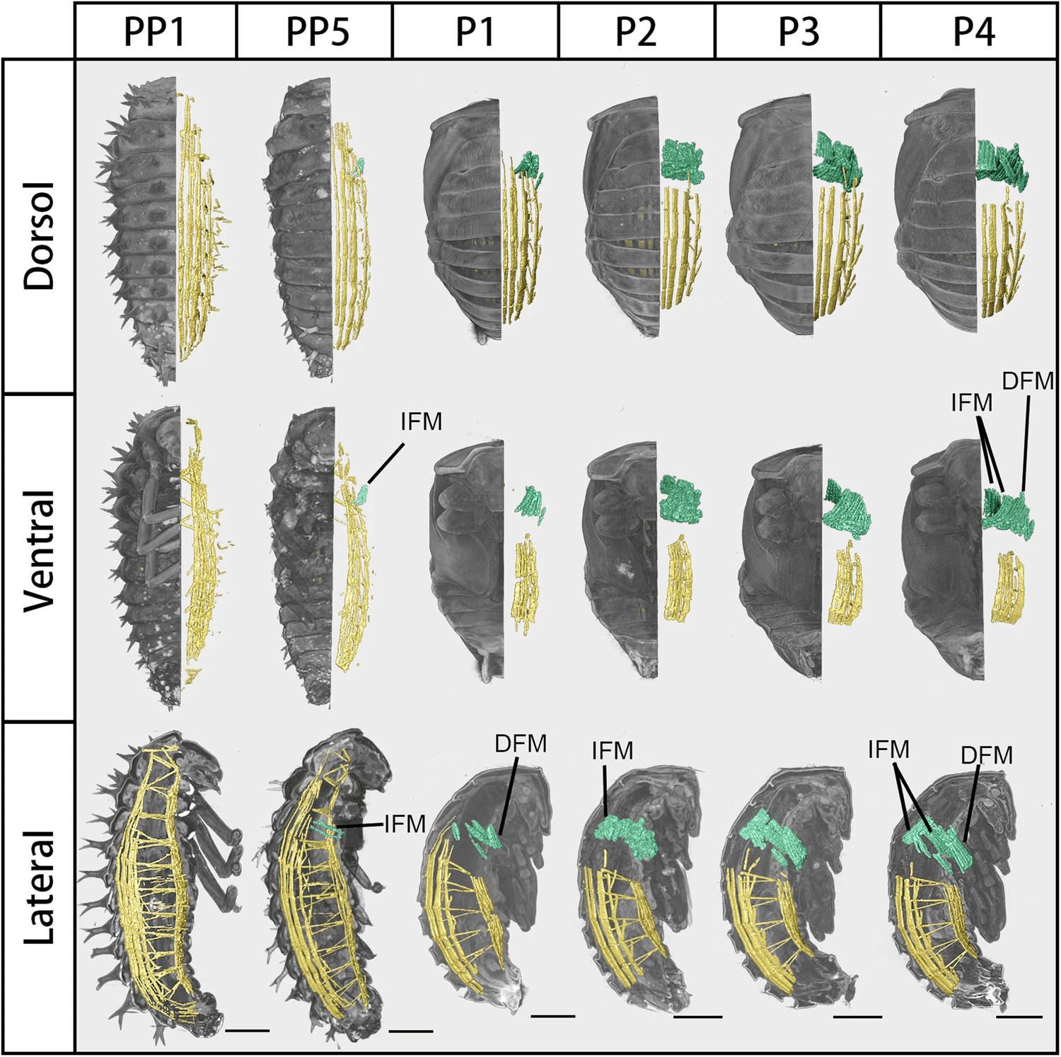 Tissue-specific visualization of insect organs