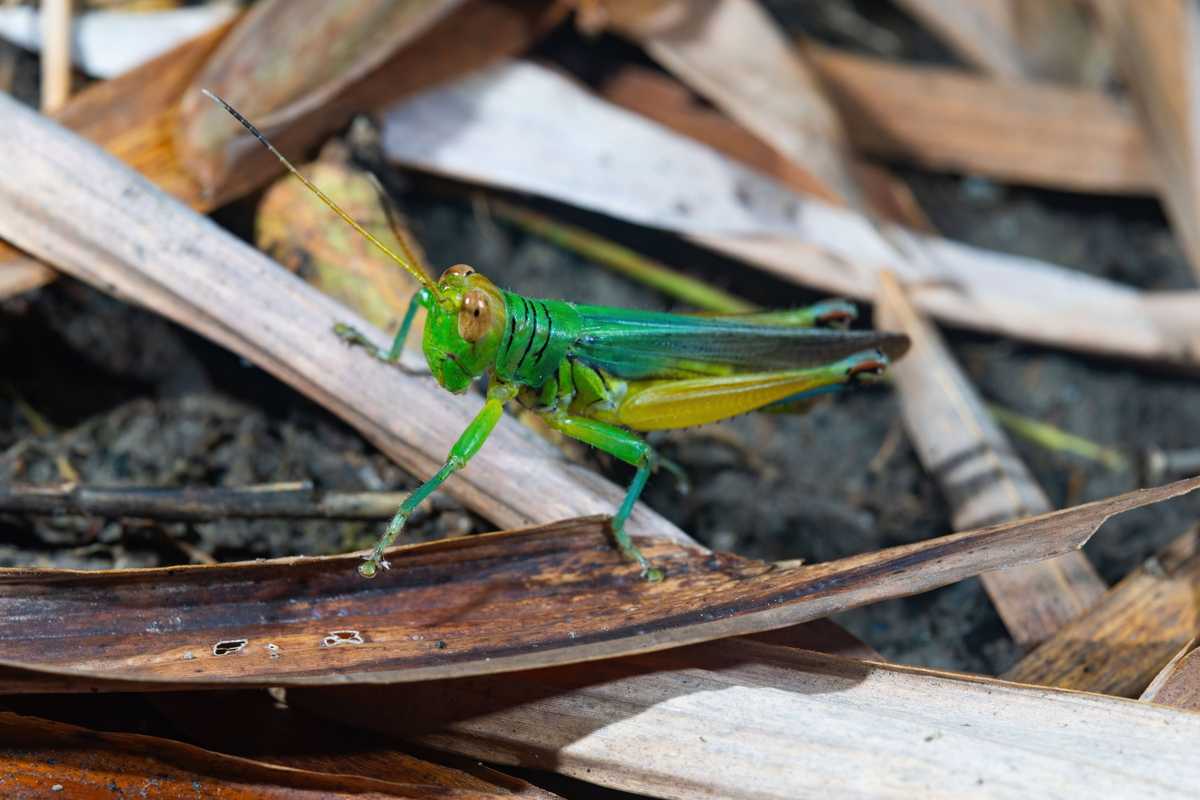 Inswaa Insect INSECTBASE