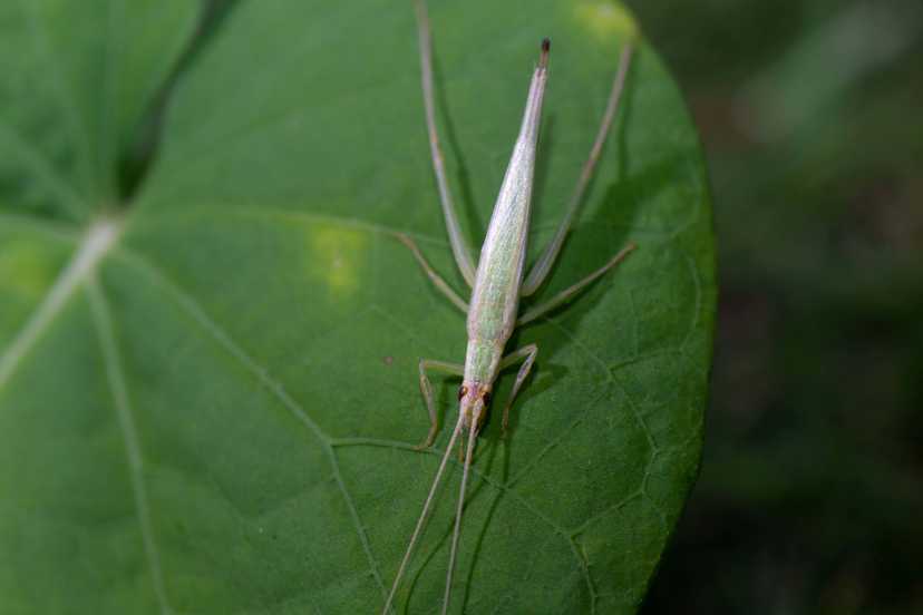 Segata Insects INSECTBASE